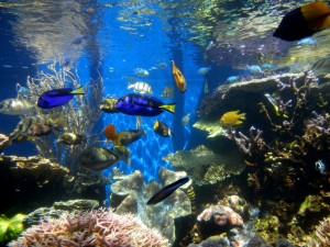 Fish_tank_(2)